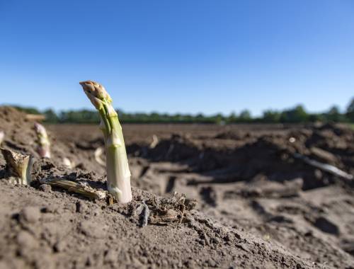 Laatste steekdag in  zicht!